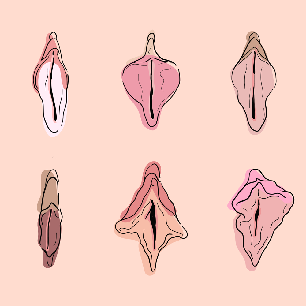 various kinds of vulva
